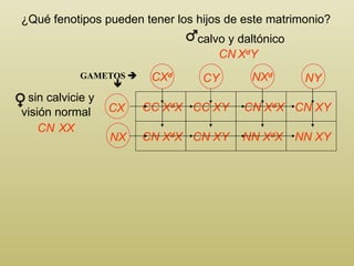 ¿Qué fenotipos pueden tener los hijos de este matrimonio? calvo y daltónico GAMETOS    CC X d X CN X d X CC XY CN XY CN X d X NN X d X CN XY NN XY sin calvicie y visión normal CN X d Y CX d CY NX d NY CX NX CN X X 