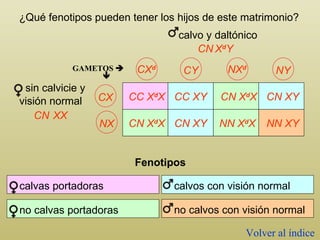 ¿Qué fenotipos pueden tener los hijos de este matrimonio? GAMETOS    CC X d X CN X d X CC XY CN XY CN X d X NN X d X CN XY NN XY Fenotipos calvas portadoras no calvas portadoras calvos con visión normal no calvos con visión normal Volver al índice calvo y daltónico sin calvicie y visión normal CN X d Y CX d CY NX d NY CX NX CN X X 
