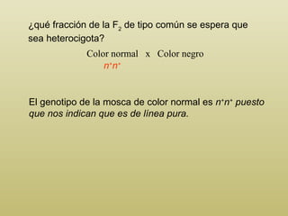 ¿qué fracción de la F 2  de tipo común se espera que   sea heterocigota? Color normal  x  Color negro El genotipo de la mosca de color normal es  n + n +  puesto que nos indican que es de línea pura. n + n + 