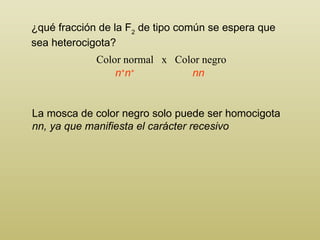 ¿qué fracción de la F 2  de tipo común se espera que   sea heterocigota? Color normal  x  Color negro La mosca de color negro solo puede ser homocigota  nn, ya que manifiesta el carácter recesivo n + n + nn 