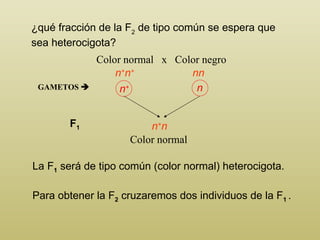 ¿qué fracción de la F 2  de tipo común se espera que   sea heterocigota? Color normal  x  Color negro La F 1  será de tipo común (color normal) heterocigota. n + n + nn GAMETOS   F 1 n + n Para obtener la F 2  cruzaremos dos individuos de la F 1  . Color normal n + n 