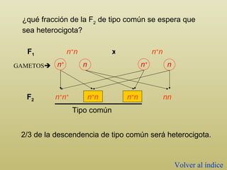 ¿qué fracción de la F 2  de tipo común se espera que   sea heterocigota? 2/3 de la descendencia de tipo común será heterocigota. n + n n + n F 1 x GAMETOS  n + n + n + n n + n nn F 2 Tipo común Volver al índice n + n + n n 
