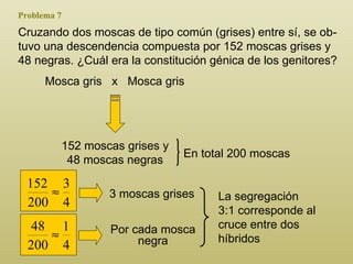 Problema 7 Cruzando dos moscas de tipo común (grises) entre sí, se ob - tuvo una descendencia compuesta por 152 moscas grises y 48 negras. ¿Cuál era la constitución génica de los genitores?  La segregación 3:1 corresponde al cruce entre dos híbridos Mosca gris  x  Mosca gris 152 moscas grises y 48 moscas negras En total 200 moscas 3 moscas grises Por cada mosca negra 