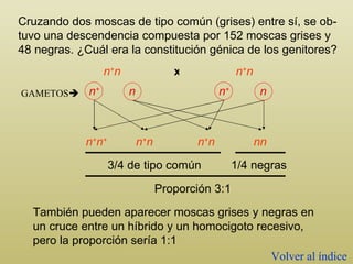 Cruzando dos moscas de tipo común (grises) entre sí, se ob - tuvo una descendencia compuesta por 152 moscas grises y 48 negras. ¿Cuál era la constitución génica de los genitores?  n + n n + n x GAMETOS  n + n + n + n n + n nn 3/4 de tipo común 1/4 negras Proporción 3:1 También pueden aparecer moscas grises y negras en un cruce entre un híbrido y un homocigoto recesivo, pero la proporción sería 1:1 Volver al índice n + n + n n 