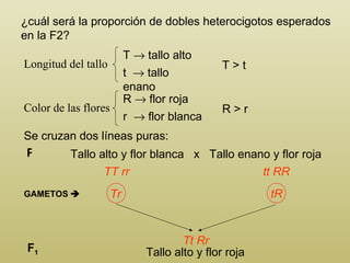 ¿cuál será la proporción de dobles heterocigotos esperados en la F2? Longitud del tallo T    tallo alto t    tallo enano Color de las flores R    flor roja r    flor blanca T > t R > r Tallo alto y flor blanca  x  Tallo enano y flor roja P TT rr tt RR Se cruzan dos líneas puras: GAMETOS    F 1 Tt Rr Tallo alto y flor roja Tr tR 