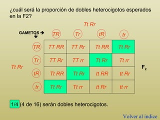 ¿cuál será la proporción de dobles heterocigotos esperados en la F2? GAMETOS     TT RR Tt Rr Tt Rr F 2 TT Rr Tt RR Tt Rr TT Rr TT rr Tt Rr Tt rr Tt RR Tt Rr tt RR tt Rr Tt Rr Tt rr tt Rr tt rr 1/4 (4 de 16) serán dobles heterocigotos. Volver al índice TR Tr tR tr TR Tr tR tr 