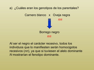 Carnero blanco  x  Oveja negra ¿Cuáles eran los genotipos de los parentales?  Borrego negro Al ser el negro el carácter recesivo, todos los individuos que lo manifiesten serán homocigotos recesivos ( nn ), ya que si tuviesen el alelo dominante  N  mostrarían el fenotipo dominante . nn nn 