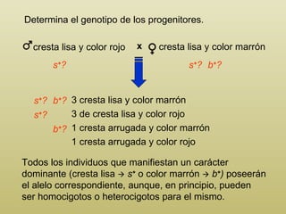 Determina el genotipo de los progenitores. cresta lisa y color marrón 3 cresta lisa y color marrón 3  de cresta lisa y color rojo 1 cresta arrugada y color marrón 1  cresta arrugada y color rojo Todos los individuos que manifiestan un carácter dominante (cresta lisa     s +   o   color marrón     b + )  poseerán el alelo correspondiente, aunque, en principio, pueden ser homocigotos o heterocigotos para el mismo. s + ? s + ? s + ? s + ? b + ? b + ? b + ? cresta lisa y color rojo x 