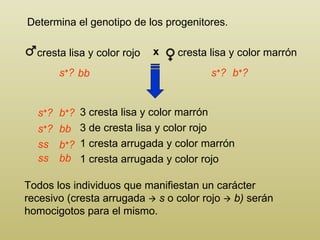 Determina el genotipo de los progenitores. Todos los individuos que manifiestan un carácter recesivo (cresta arrugada     s  o   color rojo     b)  serán homocigotos para el mismo. 3 cresta lisa y color marrón 3  de cresta lisa y color rojo 1 cresta arrugada y color marrón 1  cresta arrugada y color rojo s + ? s + ? s + ? s + ? b + ? b + ? b + ? ss ss bb bb bb  cresta lisa y color marrón cresta lisa y color rojo x 