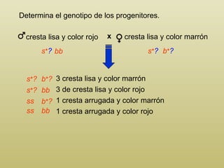 Determina el genotipo de los progenitores. 3 cresta lisa y color marrón 3  de cresta lisa y color rojo 1 cresta arrugada y color marrón 1  cresta arrugada y color rojo s + ? s + ? s + ? s + ? b + ? b + ? b + ? ss ss bb bb bb  cresta lisa y color marrón cresta lisa y color rojo x 