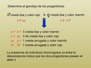 Determina el genotipo de los progenitores. La presencia de individuos homocigotos  ss  entre la descendencia indica que los dos progenitores poseen el alelo  s 3 cresta lisa y color marrón 3  de cresta lisa y color rojo 1 cresta arrugada y color marrón 1  cresta arrugada y color rojo s + ? s + ? s + ? s + ? b + ? b + ? b + ? ss ss bb bb bb cresta lisa y color marrón cresta lisa y color rojo x 