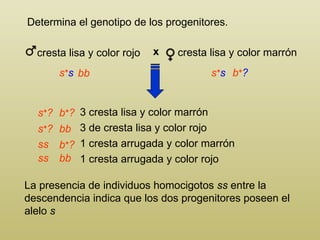 Determina el genotipo de los progenitores. La presencia de individuos homocigotos  ss  entre la descendencia indica que los dos progenitores poseen el alelo  s 3 cresta lisa y color marrón 3  de cresta lisa y color rojo 1 cresta arrugada y color marrón 1  cresta arrugada y color rojo s + s s + s s + ? s + ? b + ? b + ? b + ? ss ss bb bb bb cresta lisa y color marrón cresta lisa y color rojo x 