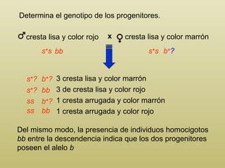 Determina el genotipo de los progenitores. Del mismo modo, la presencia de individuos homocigotos  bb  entre la descendencia indica que los dos progenitores poseen el alelo  b 3 cresta lisa y color marrón 3  de cresta lisa y color rojo 1 cresta arrugada y color marrón 1  cresta arrugada y color rojo s + s s + s s + ? s + ? b + ? b + ? b + ? ss ss bb bb bb cresta lisa y color marrón cresta lisa y color rojo x 