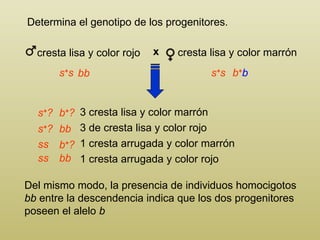 Determina el genotipo de los progenitores. Del mismo modo, la presencia de individuos homocigotos  bb  entre la descendencia indica que los dos progenitores poseen el alelo  b 3 cresta lisa y color marrón 3  de cresta lisa y color rojo 1 cresta arrugada y color marrón 1  cresta arrugada y color rojo s + s s + s s + ? s + ? b + b b + ? b + ? ss ss bb bb bb cresta lisa y color marrón cresta lisa y color rojo x 