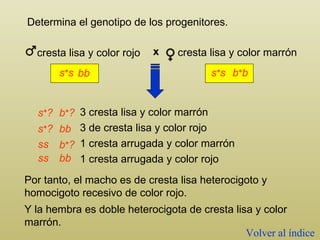 Determina el genotipo de los progenitores. Por tanto, el macho es de cresta lisa heterocigoto y homocigoto recesivo de color rojo. 3 cresta lisa y color marrón 3  de cresta lisa y color rojo 1 cresta arrugada y color marrón 1  cresta arrugada y color rojo s + s s + s s + ? s + ? b + b b + ? b + ? ss ss bb bb bb Y la hembra es doble heterocigota de cresta lisa y color marrón. cresta lisa y color marrón cresta lisa y color rojo x Volver al índice 