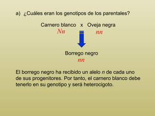 Carnero blanco  x  Oveja negra ¿Cuáles eran los genotipos de los parentales?  Borrego negro El borrego negro ha recibido un alelo  n  de cada uno de sus progenitores. Por tanto, el carnero blanco debe tenerlo en su genotipo y será heterocigoto. nn Nn nn 