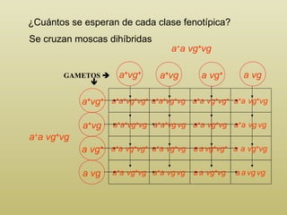 ¿Cuántos se esperan de cada clase fenotípica? GAMETOS    a + a + vg + vg + a + a vg + vg a + a vg + vg a + a + vg + vg a + a   vg + vg + a + a   vg + vg   a + a + vg + vg   a + a + vg   vg   a + a   vg + vg   a + a   vg   vg   a + a   vg + vg + a + a   vg + vg   a   a   vg + vg + a   a   vg + vg   a + a   vg + vg   a + a   vg   vg   a   a   vg + vg   a   a   vg   vg   Se cruzan moscas dihíbridas a + vg + a + vg a vg + a vg a + vg + a + vg a vg + a vg 