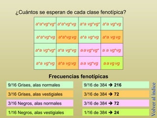 ¿Cuántos se esperan de cada clase fenotípica? Frecuencias fenotípicas 9/16 Grises, alas normales 3/16 Grises, alas vestigiales 3/16 Negros, alas normales 1/16 Negros, alas vestigiales 9/16 de 384     216 3/16 de 384     72 3/16 de 384     72  1/16 de 384     24   Volver al índice a + a + vg + vg + a + a + vg + vg a + a   vg + vg + a + a   vg + vg   a + a + vg + vg   a + a + vg   vg   a + a   vg + vg   a + a   vg   vg   a + a   vg + vg + a + a   vg + vg   a   a   vg + vg + a   a   vg + vg   a + a   vg + vg   a + a   vg   vg   a   a   vg + vg   a   a   vg   vg   