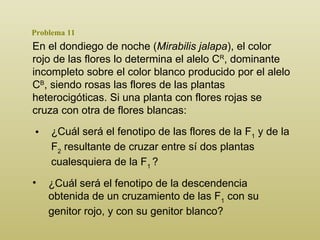 Problema 11 En el dondiego de noche ( Mirabilis jalapa ), el color rojo de las flores lo determina el alelo C R , dominante incompleto sobre el color blanco producido por el alelo C B , siendo rosas las flores de las plantas heterocigóticas. Si una planta con flores rojas se cruza con otra de flores blancas : ¿ C uál será el fenotipo de las flores de la F 1  y de la F 2  resultante de cruzar entre sí dos plantas cualesquiera de la F 1   ? ¿C uál será el fenotipo de la descendencia obtenida de un cruzamiento de las F 1  con su genitor rojo, y con su genitor blanco? 