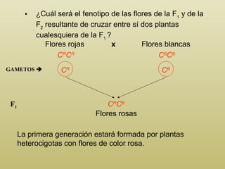 ¿ C uál será el fenotipo de las flores de la F 1  y de la F 2  resultante de cruzar entre sí dos plantas cualesquiera de la F 1   ? Flores blancas Flores rojas x GAMETOS   F 1 C R C B Flores rosas C R C R C B C B La primera generación estará formada por plantas heterocigotas con flores de color rosa. C R C B 