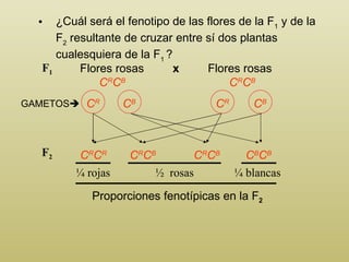 ¿ C uál será el fenotipo de las flores de la F 1  y de la F 2  resultante de cruzar entre sí dos plantas cualesquiera de la F 1   ? Flores rosas Flores rosas x GAMETOS  C R C B C R C B C R C R C B C B C R C B C R C B F 1 F 2 ¼ blancas ¼ rojas ½  rosas Proporciones fenotípicas en la F 2 C R C B C R C B 