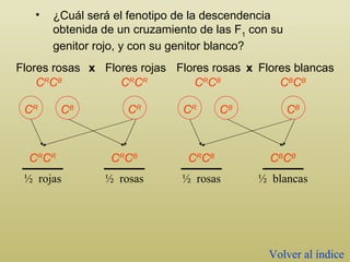 ¿C uál será el fenotipo de la descendencia obtenida de un cruzamiento de las F 1  con su genitor rojo, y con su genitor blanco? C R C B C R C R C R C R C R C B ½  rojas ½  rosas C R C B C B C B C R C B C B C B Flores blancas ½  rosas ½  blancas Volver al índice Flores rosas Flores rosas Flores rojas x x C R C B C R C R C B C B 