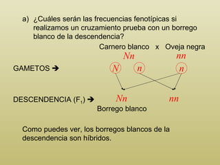 ¿Cuáles serán las frecuencias fenotípicas si realizamos un cruzamiento prueba con un borrego blanco de la descendencia?  Carnero blanco  x  Oveja negra Nn nn GAMETOS    DESCENDENCIA (F 1 )    Nn nn Como puedes ver, los borregos blancos de la descendencia son híbridos. Borrego blanco n N n 
