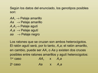 Según los datos del enunciado, los genotipos posibles son: AA 1     Pelaje amarillo Aa     Pelaje amarillo A 1 A 1   Pelaje agutí A 1 a     Pelaje agutí aa     Pelaje negro Los ratones que se cruzan son ambos heterocigotos. El ratón agutí será, por lo tanto,  A 1 a ; el ratón amarillo, en cambio, puede ser  AA 1   o  Aa  y existen dos cruces posibles entre ratones amarillos y agutí heterocigotos: AA 1   x  A 1 a Aa   x  A 1 a 1 er  caso 2 o  caso 