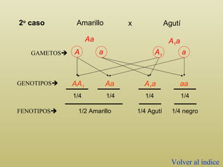 A 1 a Aa GAMETOS  AA 1 A 1 a Aa aa 1/4 1/4 1/4 1/4 FENOTIPOS  GENOTIPOS  1/2 Amarillo 1/4 Agutí 1/4 negro Volver al índice A a a 2 o  caso Amarillo Agutí x A 1 