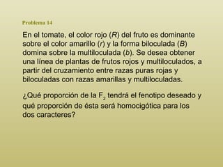Problema 14 En el tomate, el color rojo  ( R )  del fruto es dominante sobre el color amarillo  ( r )  y la forma biloculada  ( B )  domina sobre la multiloculada  ( b ) . Se desea obtener una línea de plantas de frutos rojos y multiloculados, a partir del cruzamiento entre razas puras rojas y biloculadas con razas amarillas y multiloculadas.  ¿ Q ué proporción de la F 2  tendrá el fenotipo deseado y qué proporción de ésta será homocigótica para los dos caracteres?  