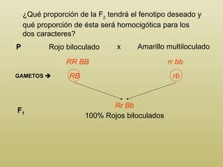 ¿ Q ué proporción de la F 2  tendrá el fenotipo deseado y qué proporción de ésta será homocigótica para los dos caracteres?  Rojo biloculado   x   Amarillo multiloculado   P   RR BB rr bb GAMETOS   F 1 Rr Bb 100% Rojos biloculados RB rb 
