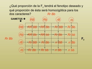 GAMETOS     RR BB Rr Bb Rr Bb F 2 RR Bb Rr BB Rr Bb RR Bb RR bb Rr Bb Rr bb Rr BB Rr Bb rr BB rr Bb Rr Bb Rr bb rr Bb rr bb ¿ Q ué proporción de la F 2  tendrá el fenotipo deseado y qué proporción de ésta será homocigótica para los dos caracteres?  RB Rb rB rb RB Rb rB rb 