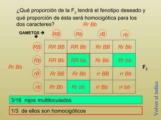GAMETOS     RR BB Rr Bb Rr Bb F 2 RR Bb Rr BB Rr Bb RR Bb RR bb Rr Bb Rr bb Rr BB Rr Bb rr BB rr Bb Rr Bb Rr bb rr Bb rr bb 3/16  rojos multiloculados ¿ Q ué proporción de la F 2  tendrá el fenotipo deseado y qué proporción de ésta será homocigótica para los dos caracteres?  1/3  de ellos son homocigóticos Volver al índice RB Rb rB rb RB Rb rB rb 