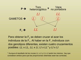 Toro heterocigótico x Vaca no portadora Ll LL GAMETOS    F 1    LL Ll P    Para obtener la F 2  se deben cruzar al azar los individuos de la F 1 . Al haber en la F 1  individuos con dos genotipos diferentes, existen cuatro cruzamientos posibles:  LL  x  LL ,  LL  x  Ll, Ll x LL*  y  Ll  x  Ll * Aunque el resultado de los cruces  LL  x  Ll  y  Ll  x  Ll  serán los mismos,   hay que considerar ambos para que las proporciones obtenidas sean las correctas. L L l 
