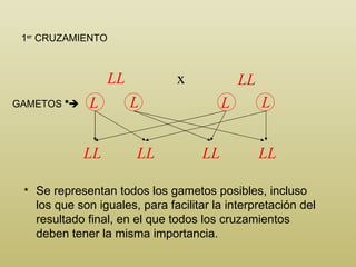 LL LL LL LL LL LL GAMETOS  *  1 er  CRUZAMIENTO * * Se representan todos los gametos posibles, incluso los que son iguales, para facilitar la interpretación del resultado final, en el que todos los cruzamientos deben tener la misma importancia. x L L L L 
