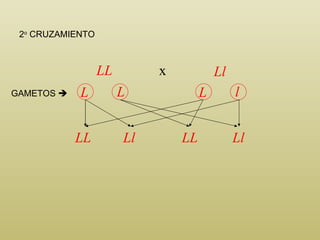 Ll LL LL Ll LL Ll GAMETOS   2 o  CRUZAMIENTO x L l L L 