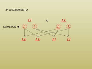 LL Ll LL LL Ll Ll GAMETOS   3 er  CRUZAMIENTO x L L L l 