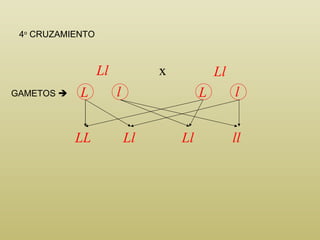 Ll Ll LL Ll Ll ll GAMETOS   4 o  CRUZAMIENTO x L l L l 