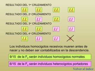 RESULTADO DEL 1 er  CRUZAMIENTO LL LL LL LL RESULTADO DEL 2 o  CRUZAMIENTO LL Ll LL Ll RESULTADO DEL 4 o  CRUZAMIENTO LL Ll Ll ll Los individuos homocigotos recesivos mueren antes de nacer y no deben ser contabilizados en la descendencia. 9/15  de la F 2  serán individuos homocigotos normales 6/15  de la F 2  serán individuos heterocigotos portadores Volver al índice RESULTADO DEL 3 er  CRUZAMIENTO LL Ll LL Ll 