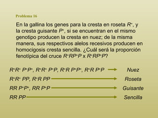 Problema 16 En la gallina los genes para la cresta en roseta  R + , y la cresta guisante  P + , si se encuentran en el mismo genotipo producen la cresta en nuez; de la misma manera, sus respectivos alelos recesivos producen en homocigosis cresta sencilla. ¿Cuál será la proporción fenotípica del cruce  R + RP + P  x  R + RP + P ?  R + R +  P + P + ,  R + R +  P + P ,  R + R P + P + ,  R + R P + P   R + R +  PP ,  R + R PP RR P + P + ,  RR P + P RR PP Nuez Roseta Guisante Sencilla 