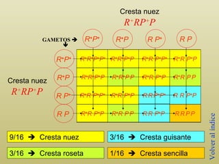 Cresta nuez Cresta nuez R + RP + P R + RP + P GAMETOS    R + R + P + P + R + R + P + P R + R   P + P + R + R   P + P   R + R + P + P   R + R + P   P   R + R   P + P   R + R   P   P   R + R   P + P + R + R   P + P   R   R   P + P + R   R   P + P   R + R   P + P   R + R   P   P   R   R   P + P   R   R   P   P   9/16     Cresta nuez 3/16     Cresta roseta 3/16     Cresta guisante 1/16     Cresta sencilla Volver al índice R + P + R + P R P + R P R + P + R + P R P + R P 