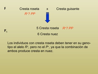 Cresta roseta  x  Cresta guisante P R + ? PP 5 Cresta roseta 6 Cresta nuez F 1 R + ? PP Los individuos con cresta roseta deben tener en su geno-tipo el alelo  R + ,  pero no el  P + ,  ya que la combinación de ambos produce cresta en nuez. 