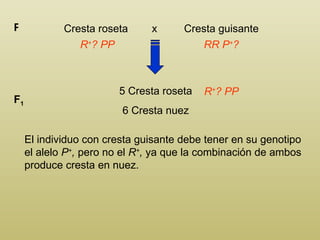 Cresta roseta  x  Cresta guisante P R + ? PP RR P + ? 5 Cresta roseta 6 Cresta nuez F 1 R + ? PP El individuo con cresta guisante debe tener en su genotipo el alelo  P + ,  pero no el  R + ,  ya que la combinación de ambos produce cresta en nuez. 