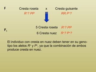 Cresta roseta  x  Cresta guisante P R + ? PP RR P + ? 5 Cresta roseta 6 Cresta nuez F 1 R + ? PP R + ? P + ? El individuo con cresta en nuez deben tener en su geno-tipo los alelos  R +   y  P + ,  ya que la combinación de ambos produce cresta en nuez. 