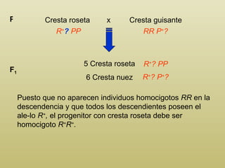 Cresta roseta  x  Cresta guisante P R + ?  PP RR P + ? 5 Cresta roseta 6 Cresta nuez F 1 R + ? PP R + ? P + ? Puesto que no aparecen individuos homocigotos  RR  en la descendencia y que todos los descendientes poseen el ale-lo  R + ,  el progenitor con cresta roseta debe ser homocigoto  R + R + .  