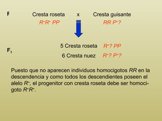 Cresta roseta  x  Cresta guisante P R + R +  PP RR P + ? 5 Cresta roseta 6 Cresta nuez F 1 R + ? PP R + ? P + ? Puesto que no aparecen individuos homocigotos  RR  en la descendencia y como todos los descendientes poseen el alelo  R + ,  el progenitor con cresta roseta debe ser homoci-goto  R + R + .  