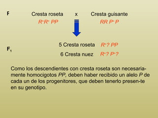 Cresta roseta  x  Cresta guisante P R + R +  PP RR P +  P 5 Cresta roseta 6 Cresta nuez F 1 R + ? PP R + ? P + ? Como los descendientes con cresta roseta son necesaria-mente homocigotos  PP,  deben haber recibido un alelo  P  de cada un de los progenitores, que deben tenerlo presen-te en su genotipo. 