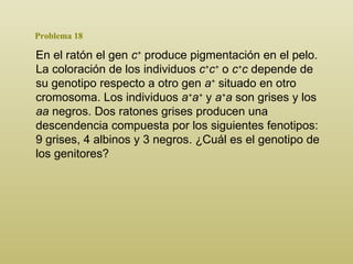 Problema 18 En el ratón el gen  c +  produce pigmentación en el pelo. La coloración de los individuos  c + c +  o  c + c  depende de su genotipo respecto a otro gen  a +  situado en otro cromosoma. Los individuos  a + a +  y  a + a  son grises y los  aa  negros. Dos ratones grises producen una descendencia compuesta por los siguientes fenotipos: 9 grises, 4 albinos y 3 negros. ¿Cuál es el genotipo de los genitores?  