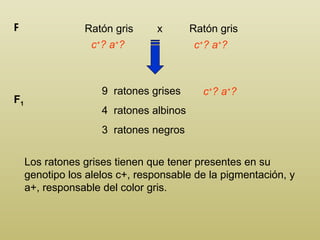 Ratón gris  x  Ratón gris P c + ? a + ?  9  ratones grises 4  ratones albinos 3  ratones negros F 1 c + ? a + ?  Los ratones grises tienen que tener presentes en su genotipo los alelos c+, responsable de la pigmentación, y a+, responsable del color gris. c + ? a + ? 