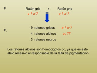 Ratón gris  x  Ratón gris P c + ? a + ?  9  ratones grises 4  ratones albinos 3  ratones negros F 1 c + ? a + ?  Los ratones albinos son homocigotos  cc , ya que es este alelo recesivo el responsable de la falta de pigmentación. c + ? a + ? cc ??  